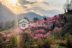 Cắt lỗ đất nền sapa giá siêu ngộp