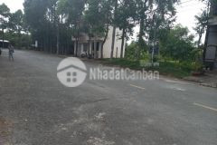 Sang nhượng hơn 600ha đất dự án mặt trời kết hợp cnc hiện trạng đất đang trồng tràm và keo lai các