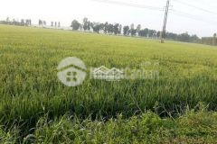 Bán đất mặt tiền quản lộ phụng hiệp khóm vĩnh tiền, phường 3, thị xã ngã năm, sóc trăng