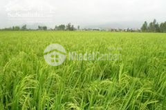 Bán 4 công đất lộ nông thôn ấp 7 xã thuận hưng, huyện long mỹ, hậu giang