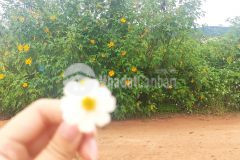 Lô đất đầu tư dưới 1 tỷ cho khách tại thạnh mỹ, đơn dương, lâm đồng