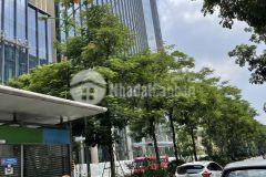 Mặt phố nguyễn chí thanh, lô góc, 2 thoáng, thang máydt 100m2, 7 tầng, mt 6m, 42 tỷ