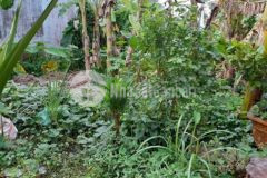 Đất thổ cư 100 chính chủ cần bán gấp