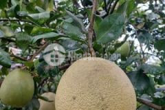 Chủ cần bán gấp vườn bưởi định quán giá đầu tư