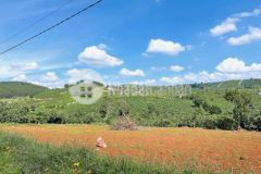 4132m2 đất lâm hà giá chỉ 2 8 tỉ sổ hồng riêng