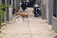 Nhà chính chủ nhỏ xinh giá tốt trần thánh tông p15