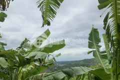 Vườn glamping view thống nhất 1000m2 chỉ 430 triệu đã có thể sở hữu