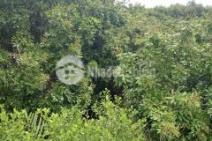 Cần bán gấp 25 công đất vườn chồng nhãn đất thuộc xã an thạnh 3, huyện cù lao dung, tỉnh sóc trăng