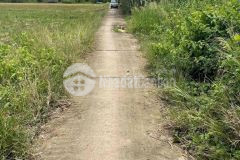 Bán ruộng đầu tư lộ đal, xã thạnh thới thuận, huyện trần đề, sóc trăng