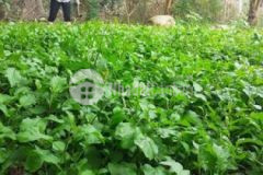 Bán 2 công mặt tiền lộ nông thôn phú thứ