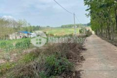 Bán đất sát becamex chơn thành đường bê tông