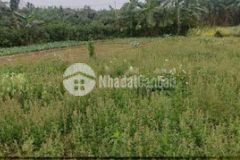 Chính chủ bán đất nông nghiệp trồng rau và hoa quả