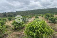 Bán gấp 2 lô đất dt 1 100m2 giá 330 triệunền