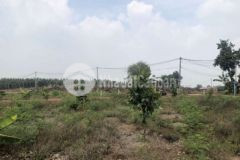 Bán gấp mảnh đất có trồng cây