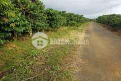 Cần bán 7 xào đất mặt tiền đường nhựa ở lộc thanh