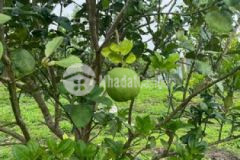 Bán đất mặt tiền vườn trái cây bảo bình cẩm mỹ