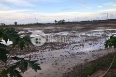 Cần bán 12 công đất ruộng tại ấp tân hội, xã tân thạnh, huyện long phú, tỉnh sóc trăng