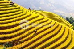 Đất nền tả phìn sapa giá rẻ, đón đầu quy hoạch sapa mở rộng