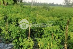 Bán gần 4 công đất giá rẻ tại xã tân hưng, huyện long phú, sóc trăng