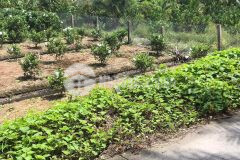 Bán miếng đất cách chợ cầu lộ 1 km thuộc xã trinh phú, huyện kế sách, tỉnh sóc trăng.