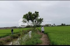 Cần bán 3100m2 đất ruộng ấp trường thành a, xã trường khánh, huyện long phú, tỉnh sóc trăng