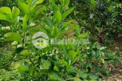 Cần bán miếng đất ruộng đang trồng cây ăn trái thuộc ấp an nhơn, xã thới an hội, kế sách, sóc trăng.