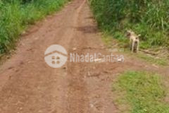 Bán nhanh 4 hecta đất đang trồng sầu tại krông buk