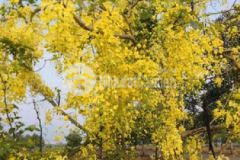 Cần mua đất lan anh 2 5