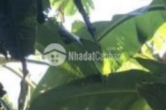 Cần bán 4 công đất vườn luôn nhà ở