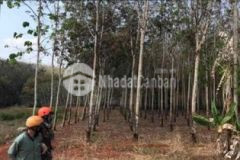 Bán nền thổ cư thuận lợi mặt tiền nhựa