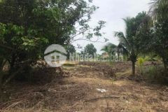 Đất vườn 20x50 bằng đẹp trong khu dân đông