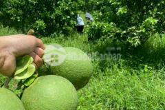 Bán vườn bưởi tại xã khánh nam, khánh vĩnh. giá đầu tư 790tr