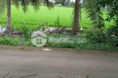 Bán 1296m2 đất lúa thuộc xã phú tâm huyện châu thành sóc trăng