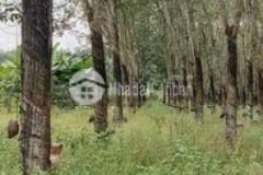 Chín chủ cần bán đất