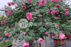 Bán 2020 m2 đất thổ cư có 130m đất ở tại hoà phong