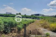 Đất sào phủ hồng kcn phước bình sổ sẵn đường thông