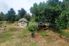 Cần bán vườn mít 350tr1000m2