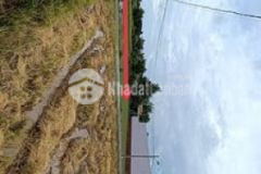 Cần bán 1000m2 đất lúa như hình