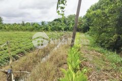 Bán 3,3 công đất ấp tài công xã tài văn trần đề xe máy tới đất