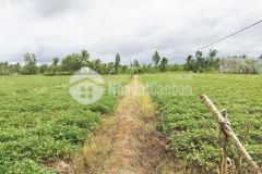 Cần bán 3,3 công đất tại ấp tài công xã tài văn, huyện trần đề, tỉnh sóc trăng