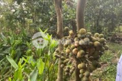 Giá ngộp thở đất full hồng xã tà lài tân phú