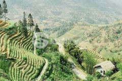 Đất nền sapa giá cực rẻ làm homstay bungalow