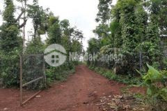 Mở bán lốc 4lô fo ngay sát hồ ea nhái