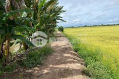 Bán rẻ 11 5 công đất lúa châu thành giá 170trcông