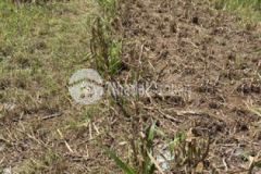 Đất thổ giá rẻ bình cang thủ thừa dt 276 14x 20m