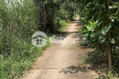 Bán 20 công đất thuộc xã mỹ phước, huyện mỹ tú sóc trăng, ngang 50m, lộ dal 2m