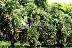 Cần bán gấp 21.000 m² đất đang trồng hơn 700 gốc nhãn lâu năm đang cho thu hoặc mỗi năm. doanh thu