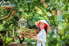 Cần bán gấp 21.000 m2 đất đang trồng hơn 700 gốc nhãn lâu năm đang cho thu hoặc mỗi năm. doanh thu