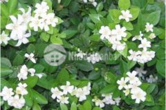 2005 m2 có 130m đất ở ngang 25 m tại hoà phú