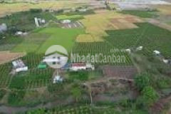 Bán mảnh vườn đang trồng tràm diện tích 2726.9m2 hồng liêm, shr